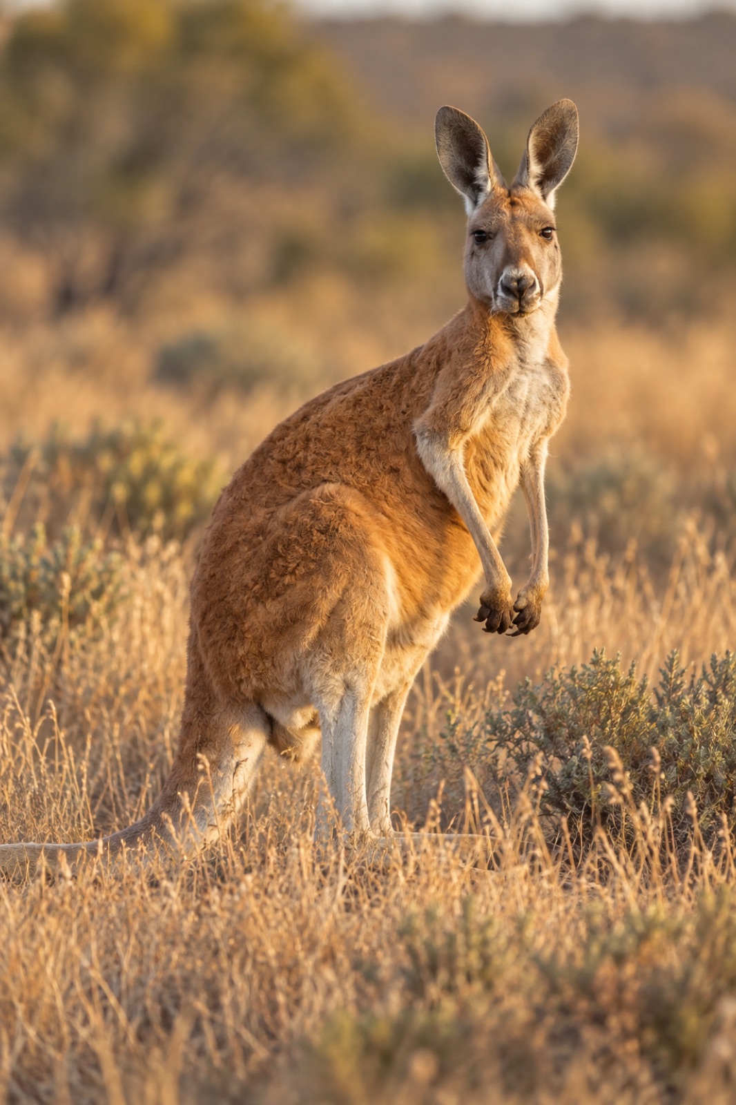A red kangaroo standing alert in grassland